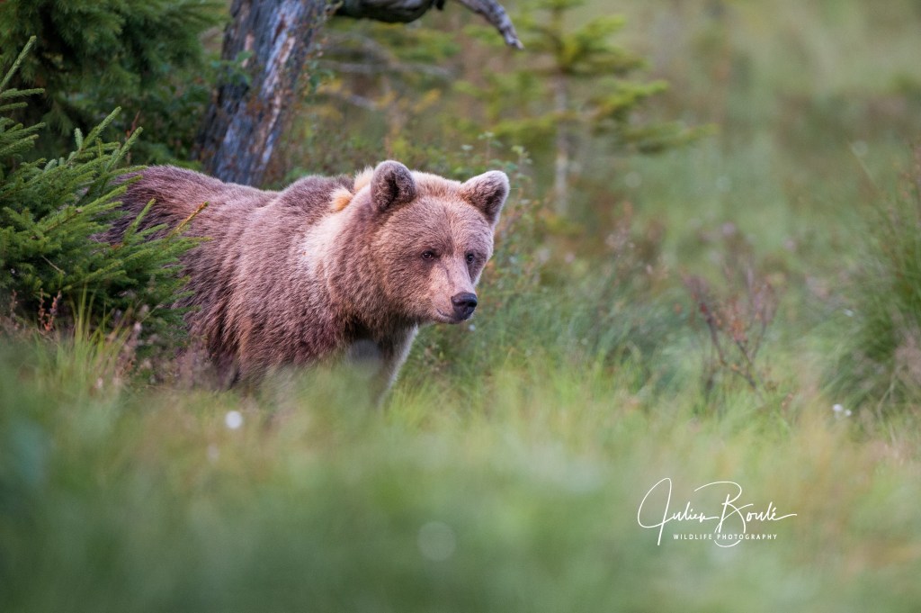 2012.08 Voyage au pays des ours / travel in bear&nbsp;country