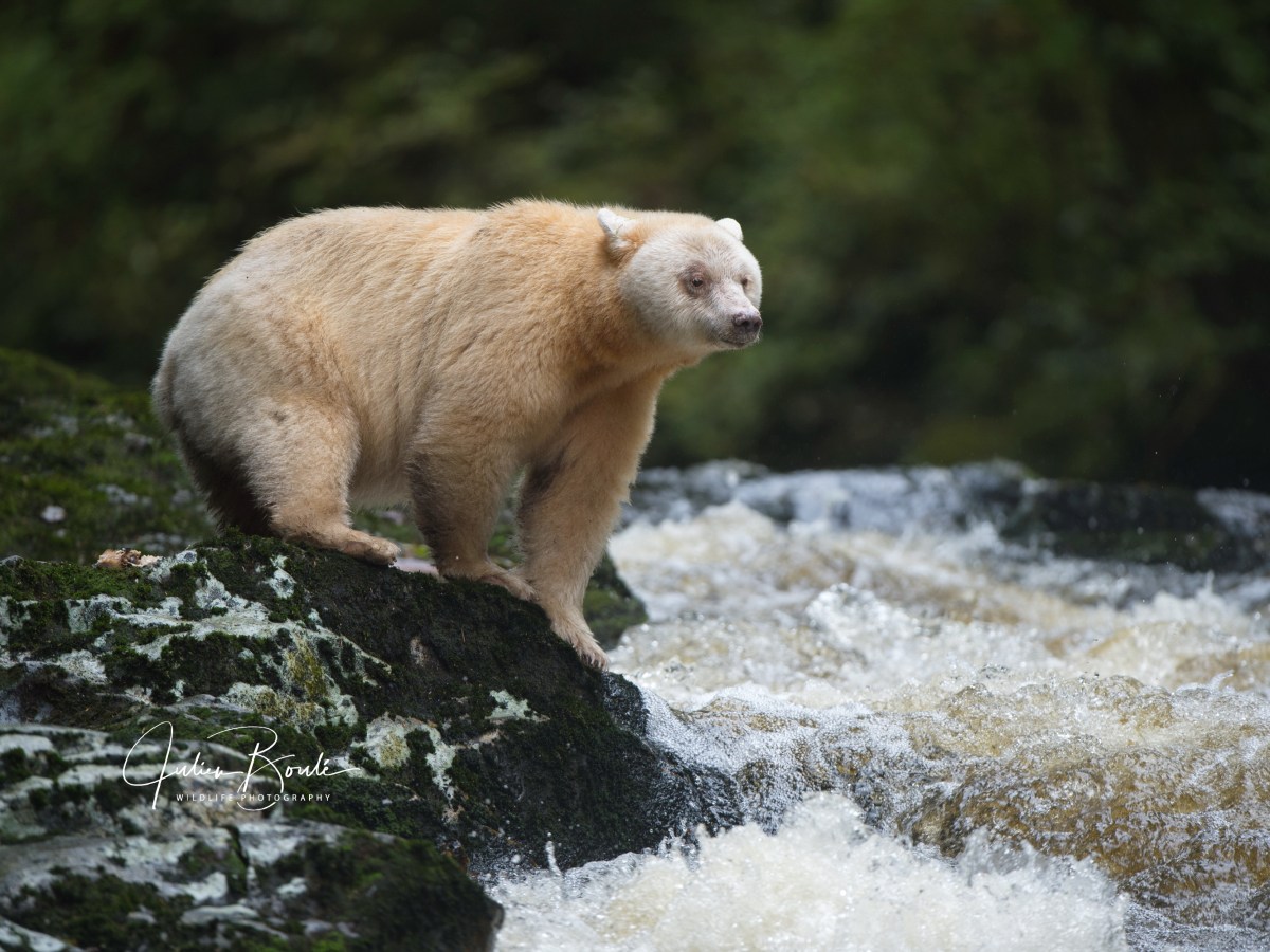 2014.09 Looking for the ghost of the&nbsp;forest
