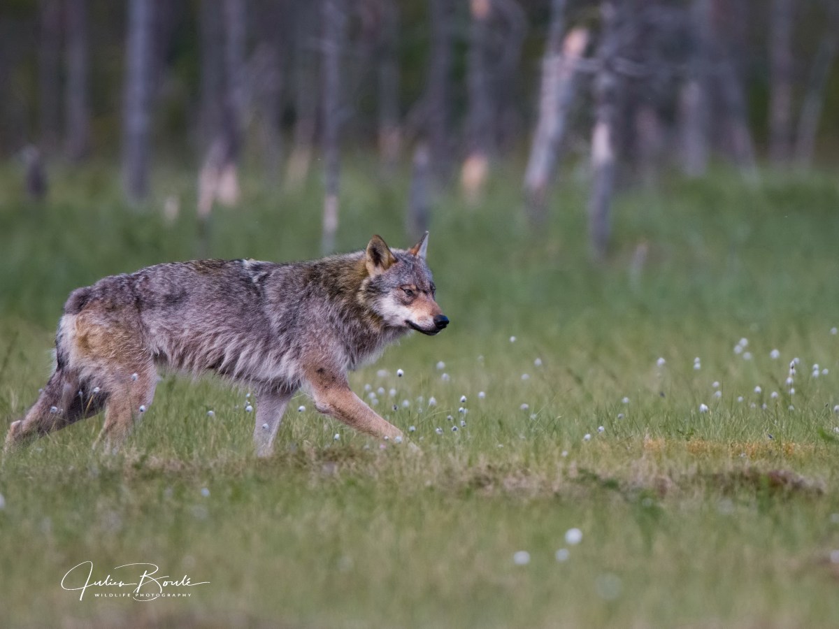 2015.06 Finland, We are&nbsp;back!