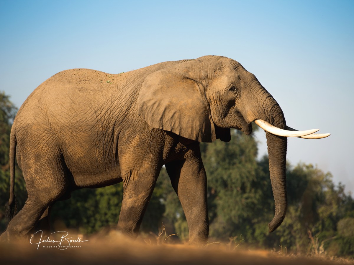 2014.07 Wild Walks in Mana&nbsp;Pools
