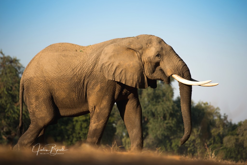 2014.07 Wild Walks in Mana&nbsp;Pools