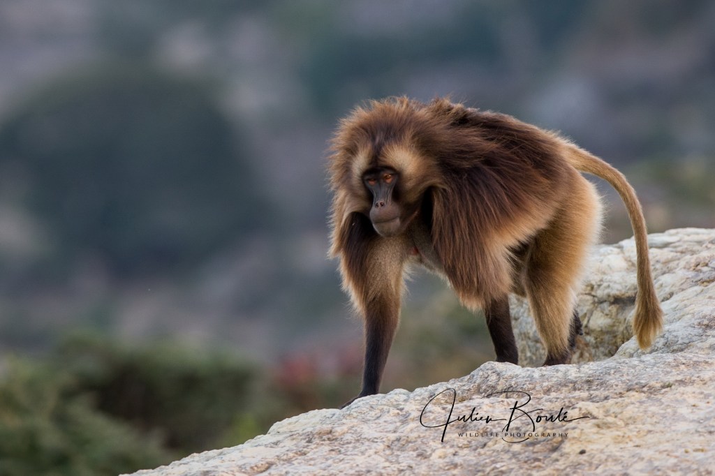 2013.03 Part I&nbsp;Ethiopia