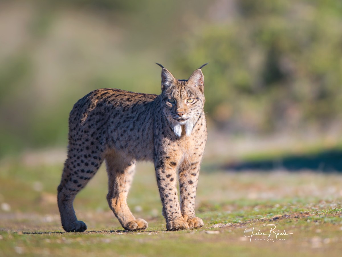 2016.01 Looking for the rare Iberian&nbsp;lynx