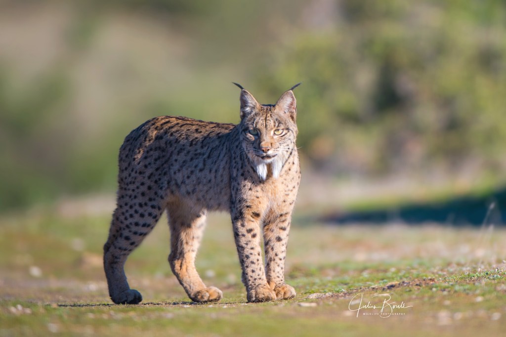 2016.01 Looking for the rare Iberian&nbsp;lynx