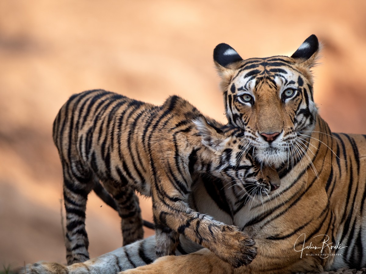 2019.05 Welcome to tiger&nbsp;heaven!