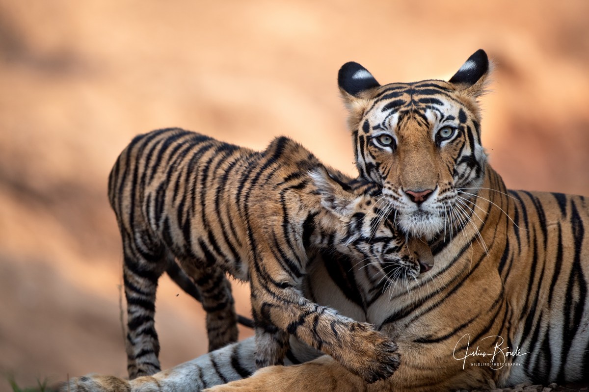 2019.05 Welcome to tiger&nbsp;heaven!