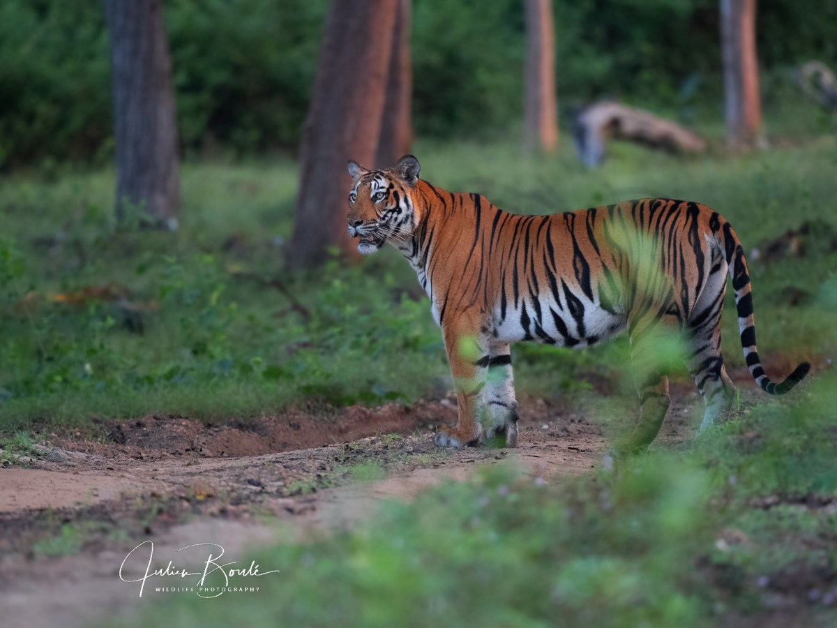 2021.02 L&rsquo;Inde et sa relation avec le&nbsp;Tigre