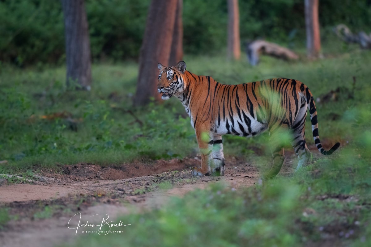 2021.02 L&rsquo;Inde et sa relation avec le&nbsp;Tigre