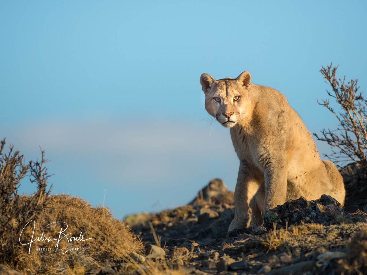 2020.09 Interview For JUNGLE&nbsp;Rhythms