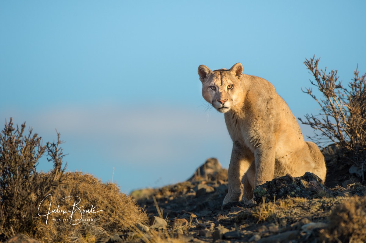 2020.09 Interview For JUNGLE&nbsp;Rhythms